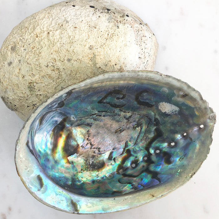 Abalone Shell - Natural/Unpolished