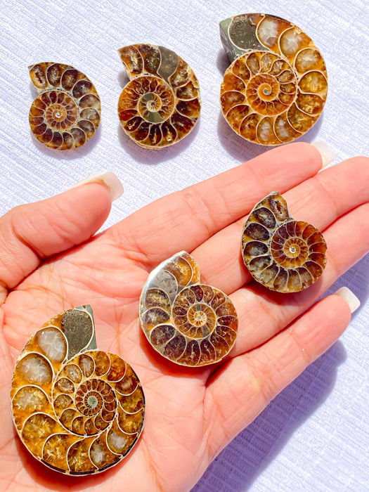 Ammonite