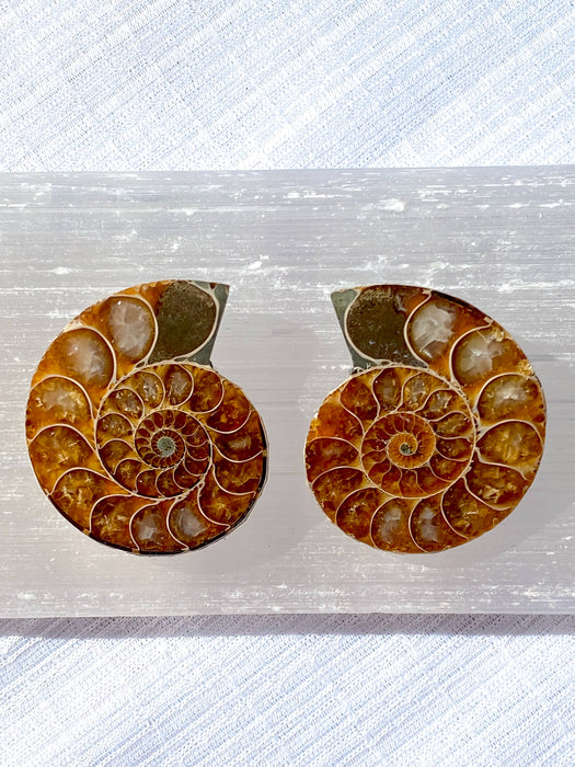 Ammonite