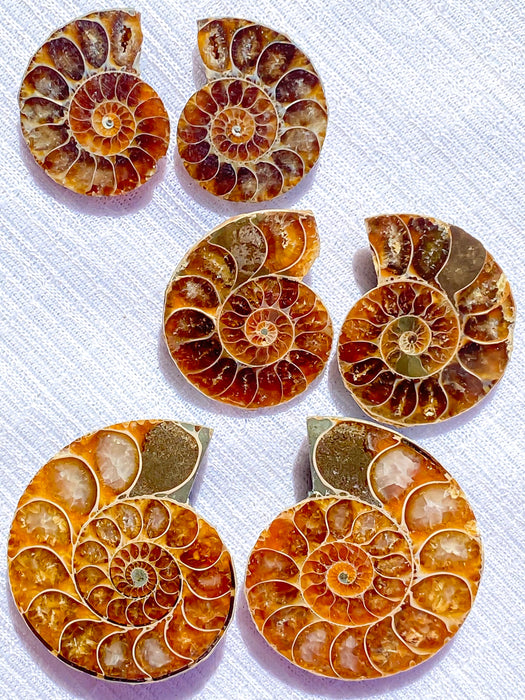 Ammonite