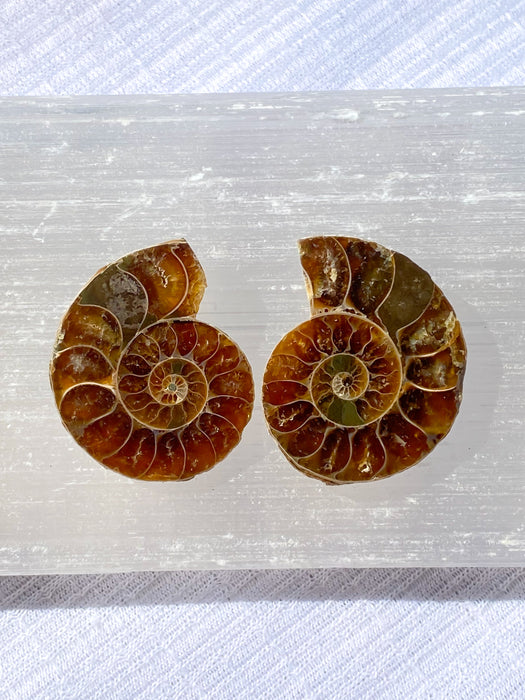 Ammonite