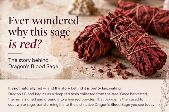 Dragons Blood Sage