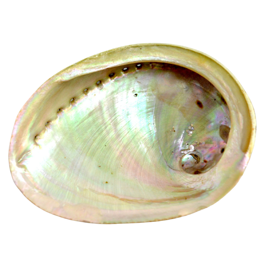 ABALONE SHELLS