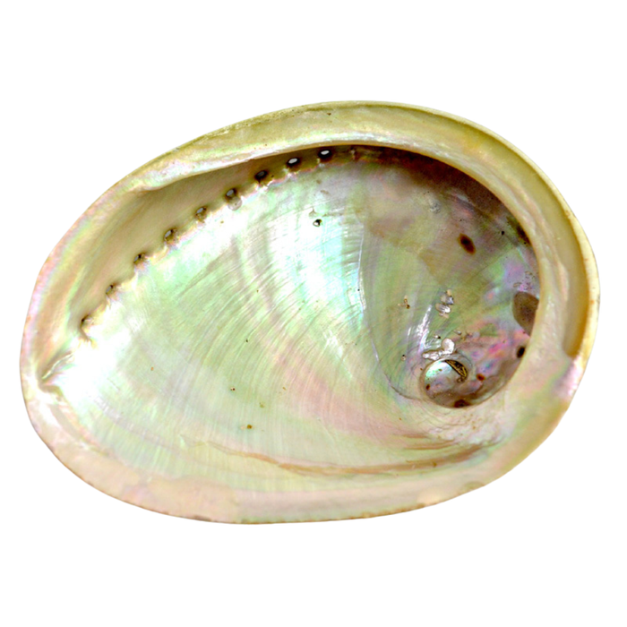Abalone Shell - Natural/Unpolished white/pearl color