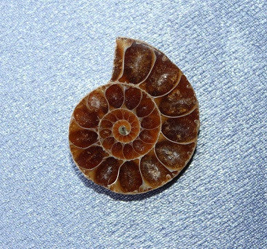 Ammonite Small