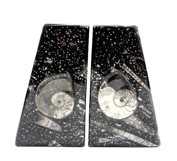 Orthoceras Bookends