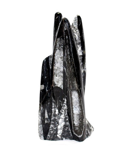 Orthoceras Tower 15cm