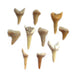 Otodus Shark Teeth 10pc