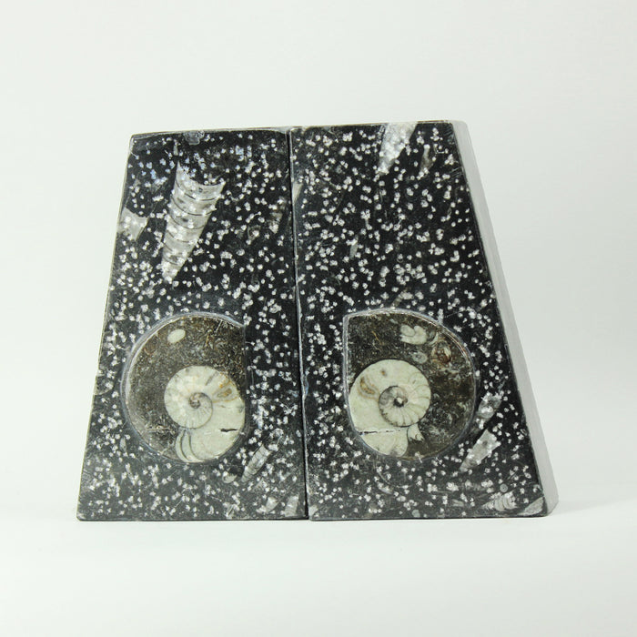 Fossil Bookends - Black Ammonite