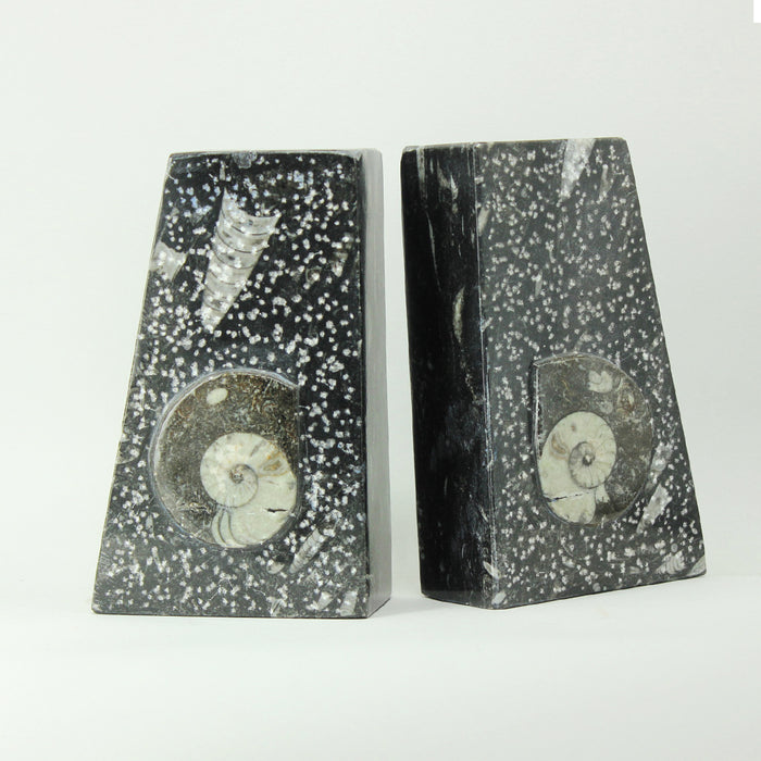 Fossil Bookends - Black Ammonite