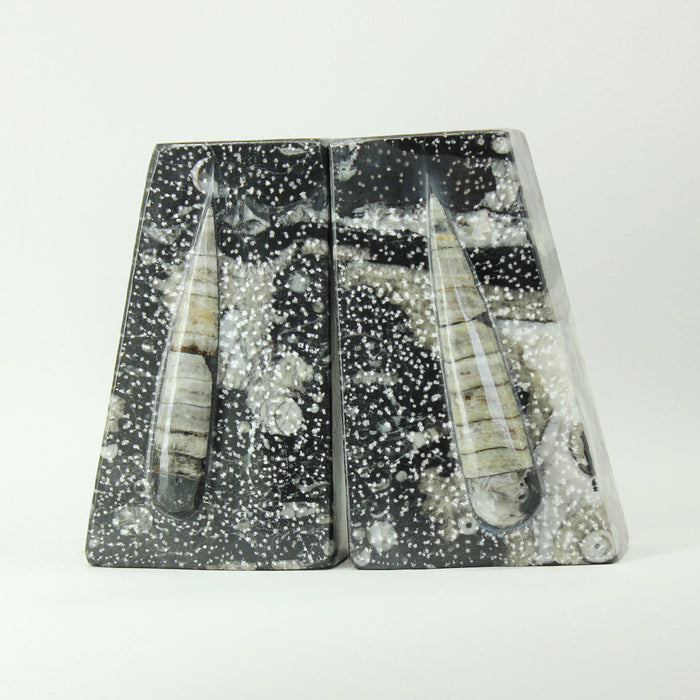 Fossil Bookends - Black Orthoceras