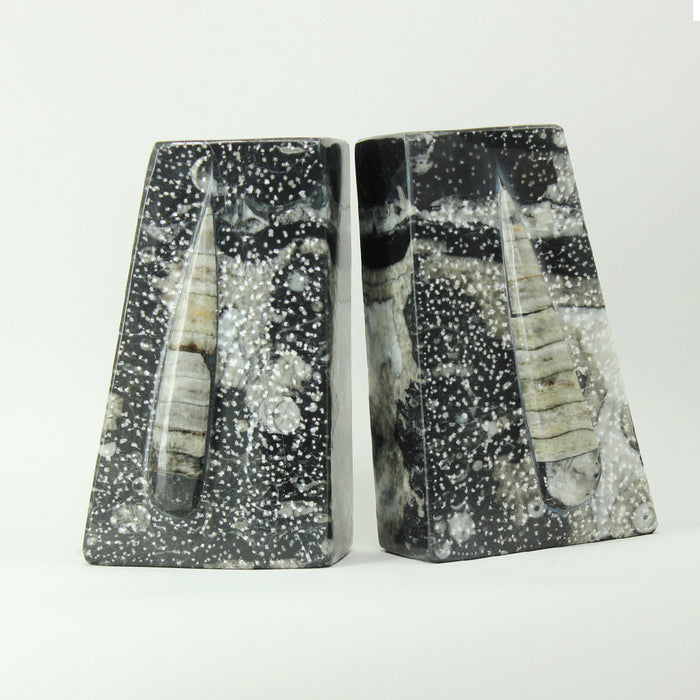 Fossil Bookends - Black Orthoceras