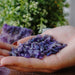 Amethyst Chips 250gm
