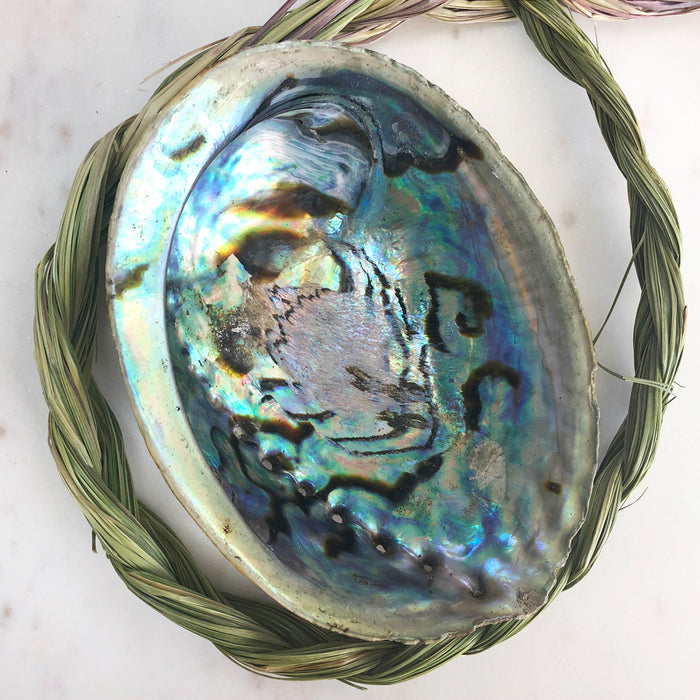 Abalone Shell - Natural/Unpolished