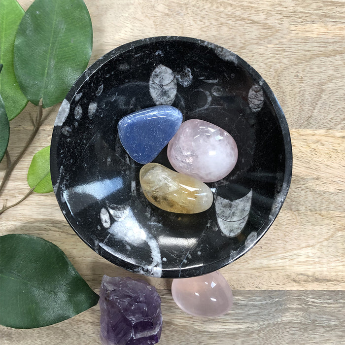 Orthoceras Fossil Bowl Small