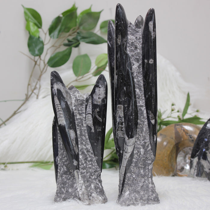 Orthoceras Fossil Tower 20cm